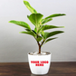 Lemon Lime Edition Rubber Plant - (Set of 15)