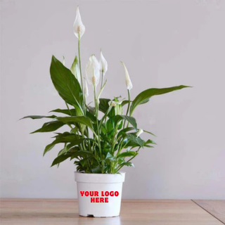Peace lily plant - (Set of  15)