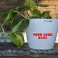 Variegated Money Plant - (Set of 15)