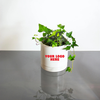 English Ivy Variegated - (Set of 15)