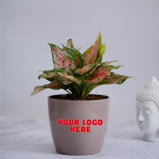Aglaonema Red Plant - (Set of 15)