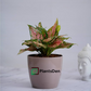 Aglaonema Red Plant - (Set of 15)