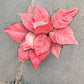 Aglaonema 'Pink Beauty' 12 cm pot