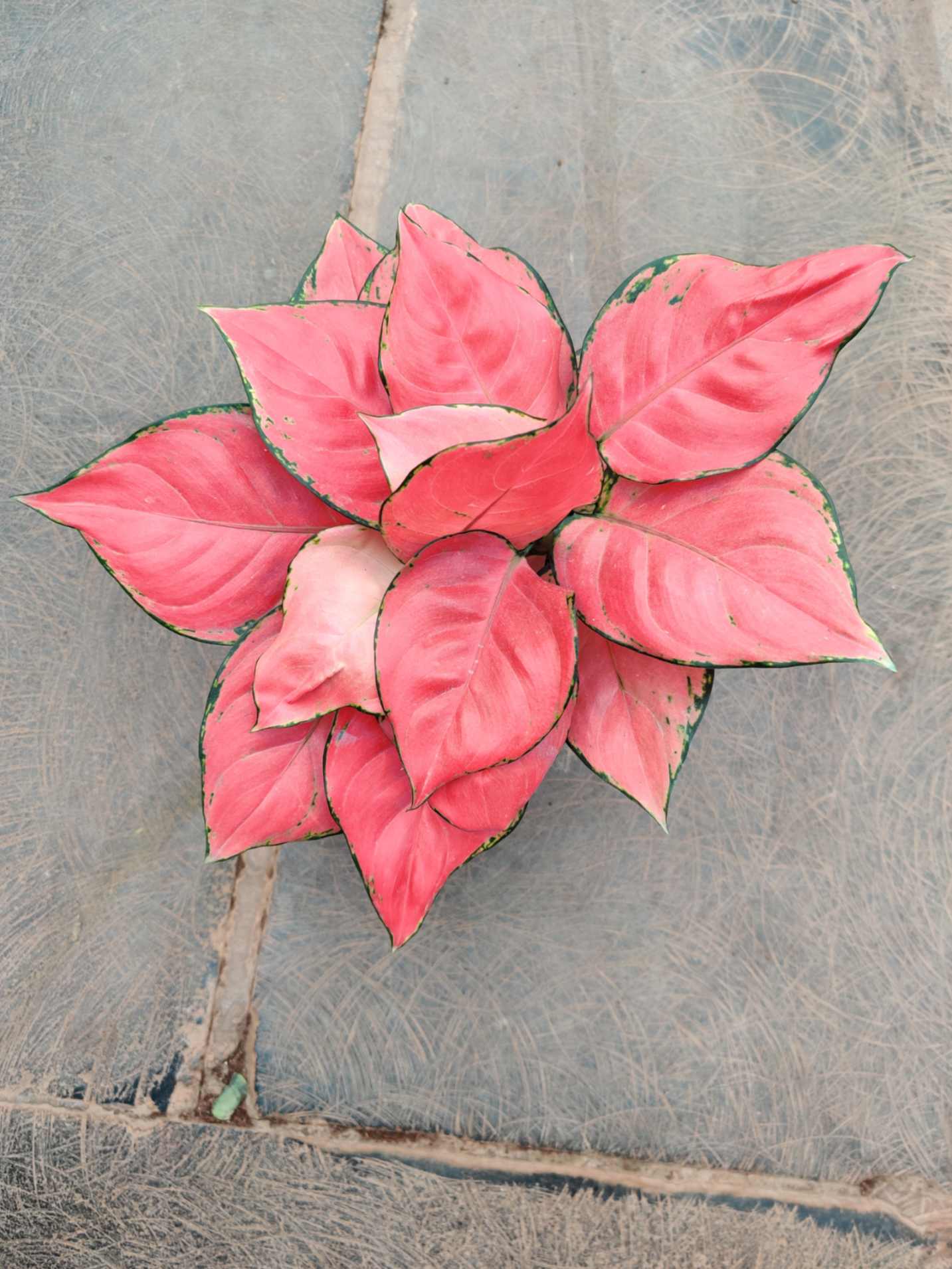 Aglaonema 'Pink Beauty' 12 cm pot