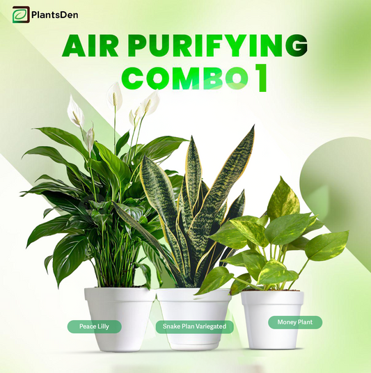 Air Purifying Combo 1 - Peace Lilly , Snake Plant Variegated and Money plant variegated