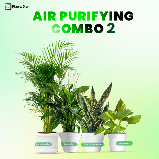 Air Purifying Combo 2 - Peace Lily , Snake Plant, Money plant and Areca Palm