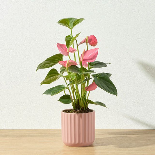 Anthurium pink plant in 4 inch pot