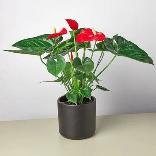 Anthurium Red plant in 5inch pot