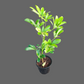Umbrella Plant / Schefflera green 1 to 2 ft height in 5inch nursery pot