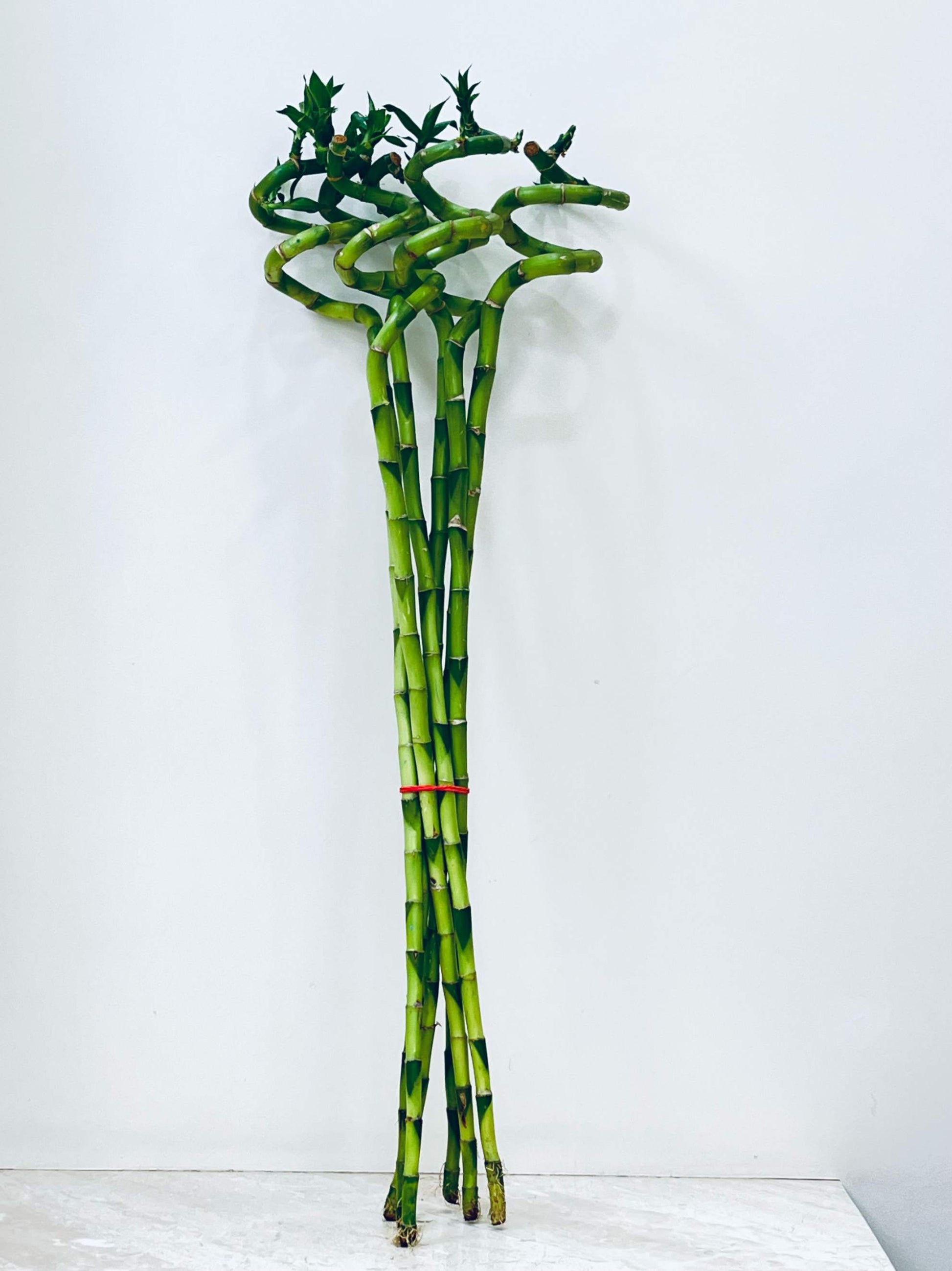 lucky bamboo long sticks Buy best quality Spiral Stick plant from plantsden in Bangalore – Plantsden