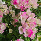 Bougainvillea variegated leaves, multi color pink and white 6inch pot