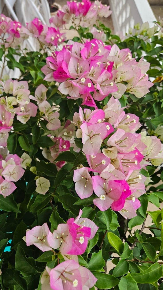 Bougainvillea variegated leaves, multi color pink and white 6inch pot