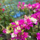 Bougainvillea variegated leaves, multi color pink and white 6inch pot