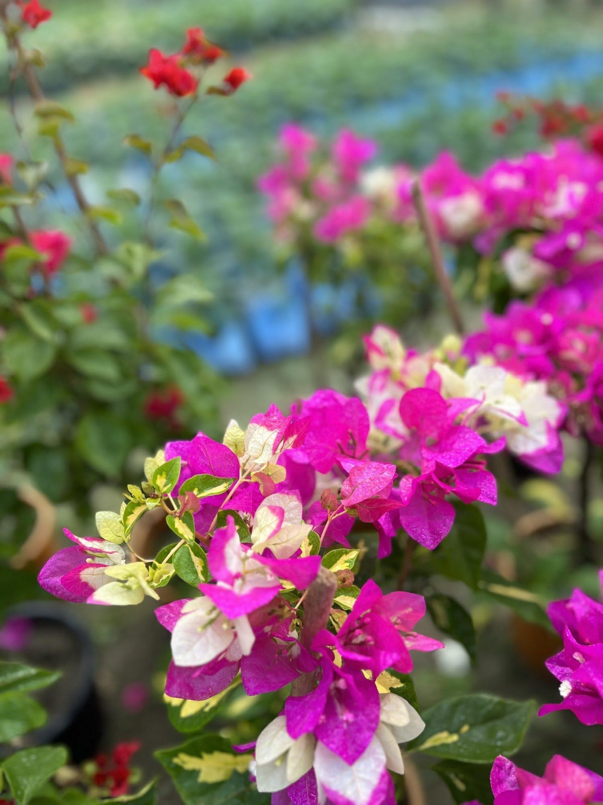 Bougainvillea variegated leaves, multi color pink and white 6inch pot