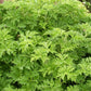 Scented geraniums or Paneer plant in 4.5 inch pot (Mosquito-repelling)