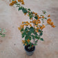 Bougainvillea in 8 or 10inch pot of height 2 to 3 ft