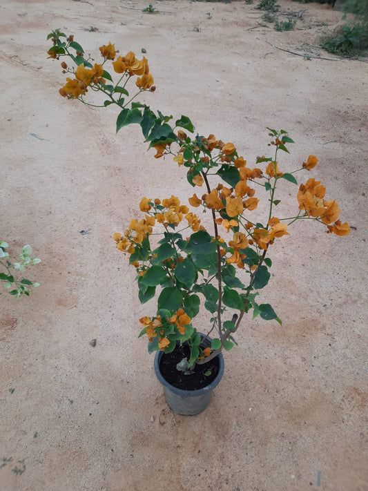 Bougainvillea in 8 or 10inch pot of height 2 to 3 ft