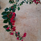 Bougainvillea in 8 or 10inch pot of height 2 to 3 ft