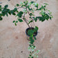Bougainvillea in 8 or 10inch pot of height 2 to 3 ft