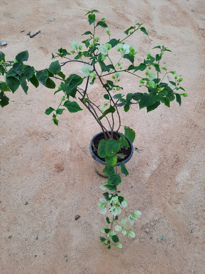 Bougainvillea in 8 or 10inch pot of height 2 to 3 ft