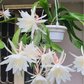 White flowers with green leaves in a pot against a neutral background