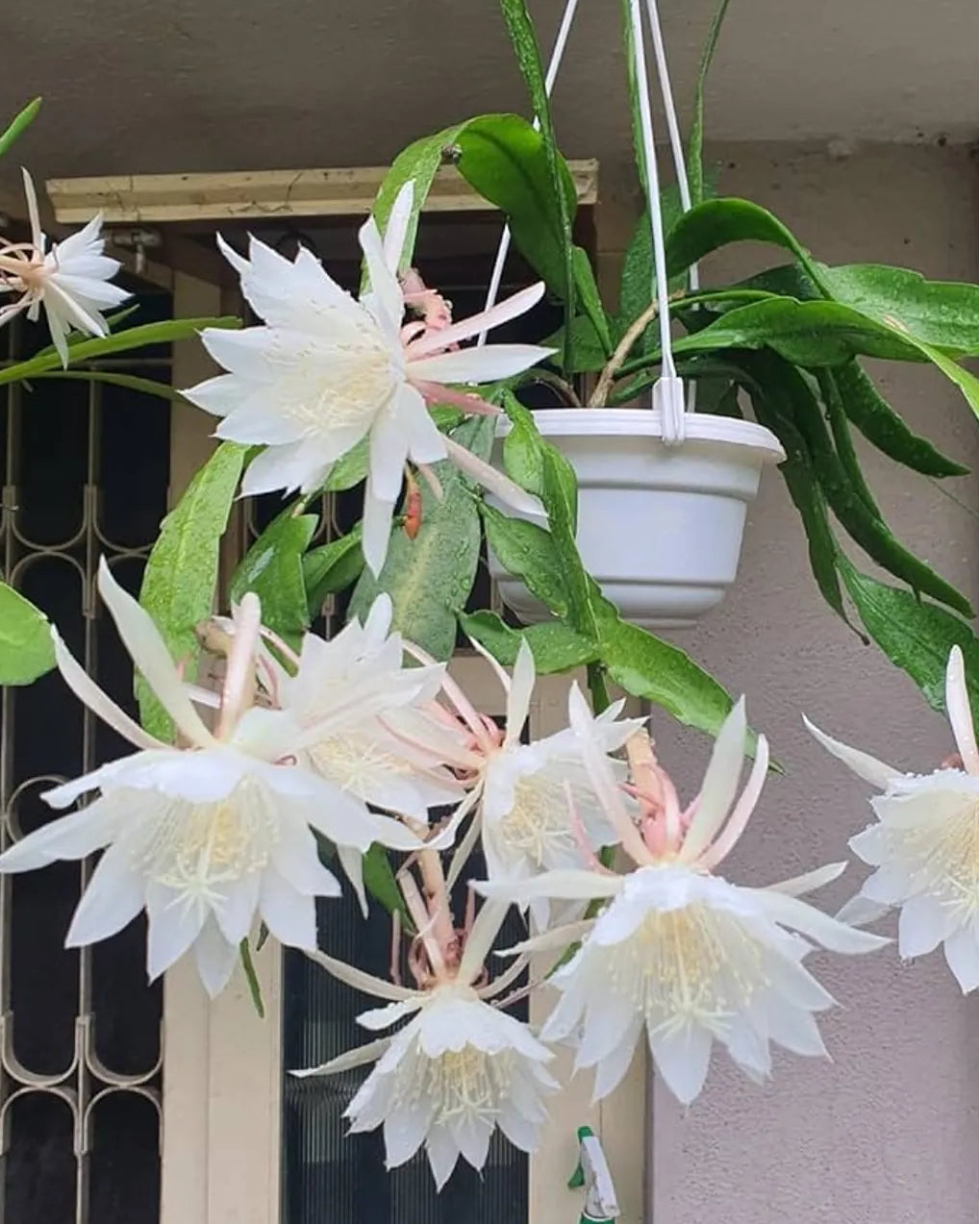 White flowers with green leaves in a pot against a neutral background