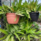 Potted plants hanging on a chain-link fence with a clear sky background
