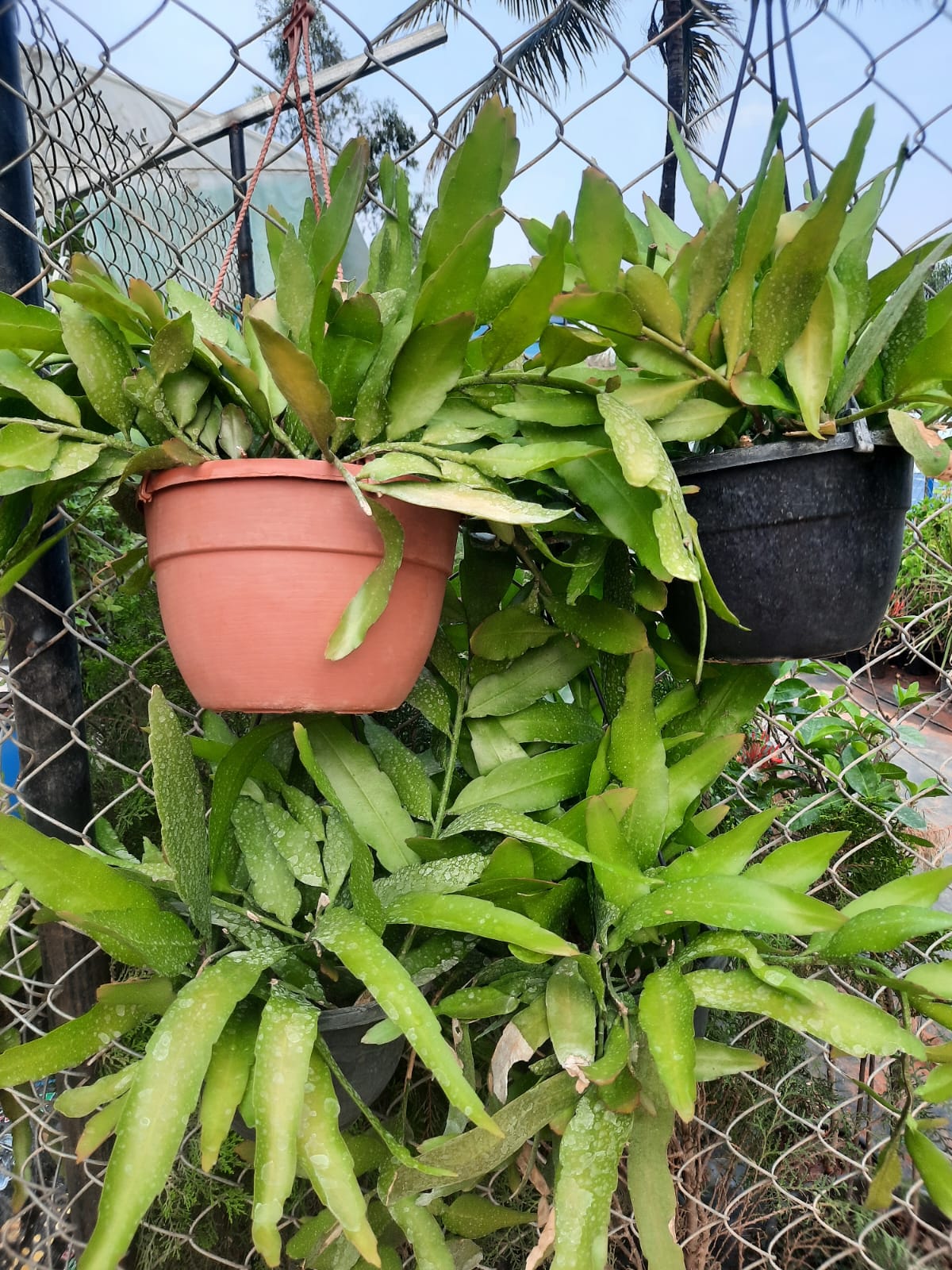 Potted plants hanging on a chain-link fence with a clear sky background