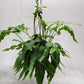 Hanging potted plant with green leaves against a plain background