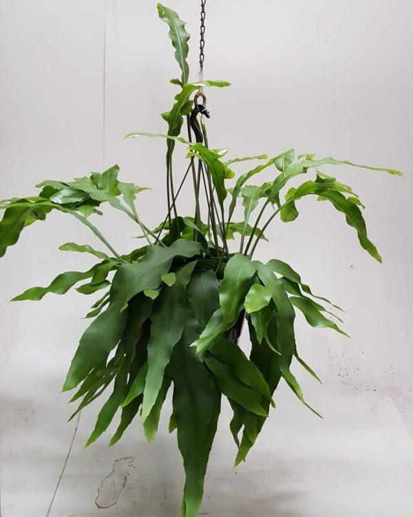 Hanging potted plant with green leaves against a plain background