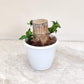 Brazilian lucky wood plant in 4inch pot