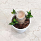 Brazilian lucky wood plant in 4inch pot