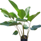 Calathea Lutea -- 3+ ft in 8 or 10 inch pot
