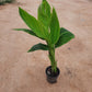 canna variegated without flowers in 5inch nursery pot