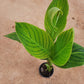 canna variegated without flowers in 5inch nursery pot
