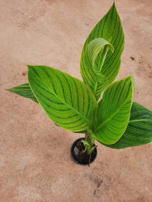 canna variegated without flowers in 5inch nursery pot