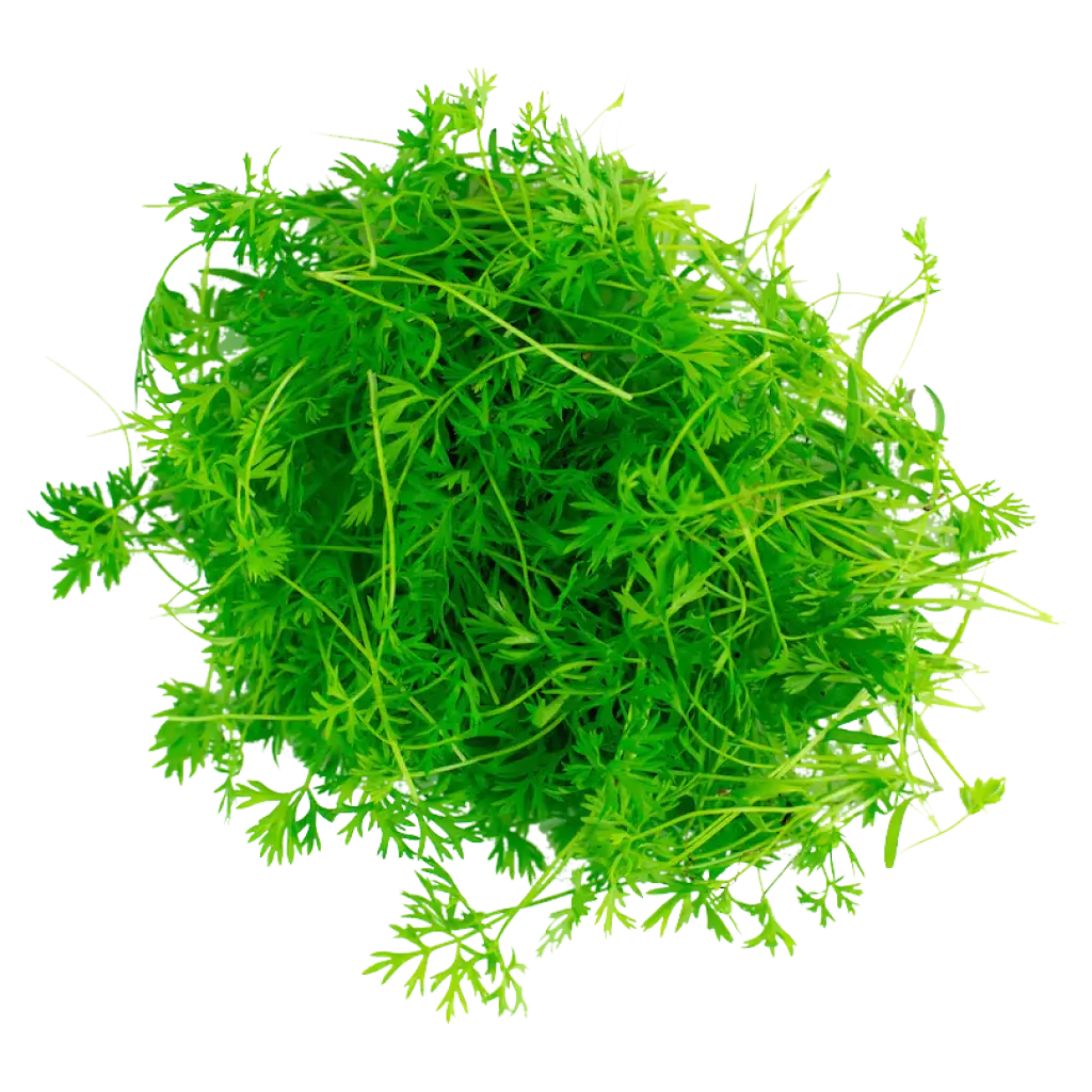 Carrot Microgreen kit