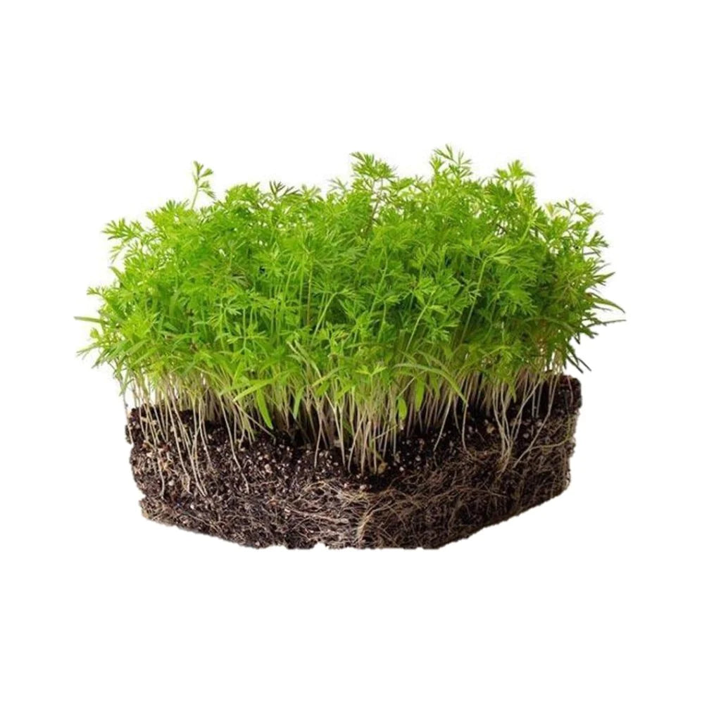 Carrot Microgreen kit