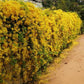 Cat's Claw Creeper in 5inch pot