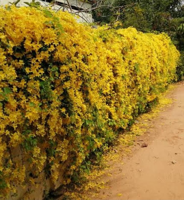 Cat's Claw Creeper in 5inch pot