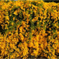 Cat's Claw Creeper in 5inch pot