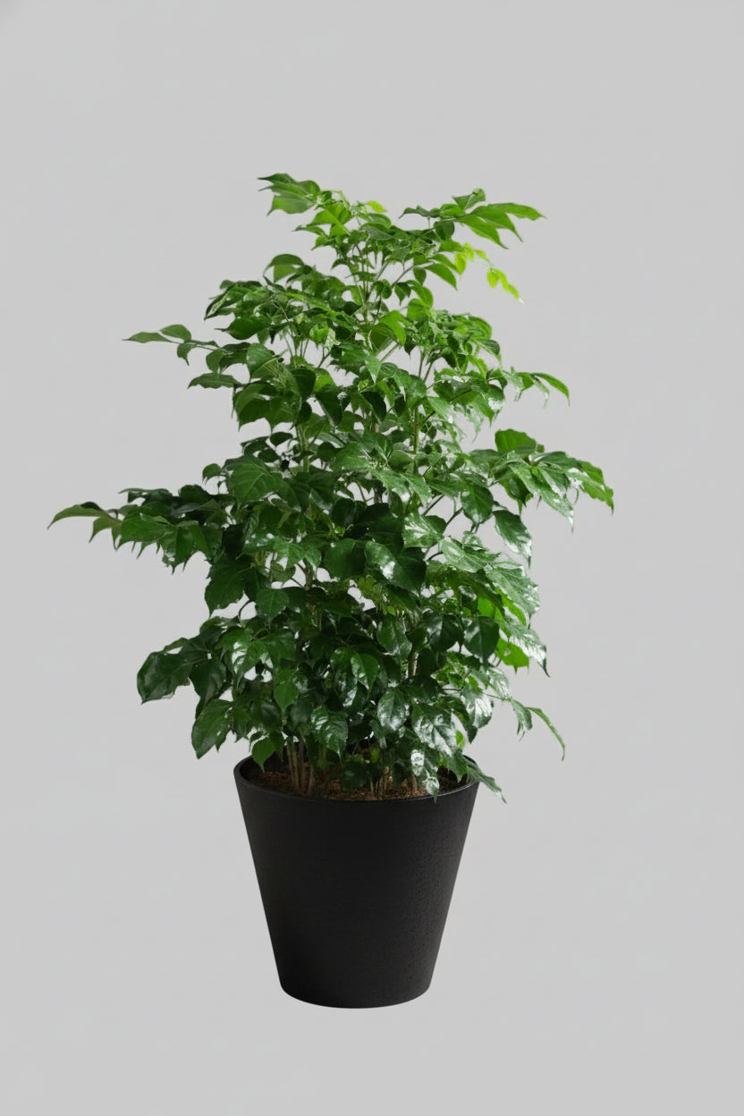 China Doll 2ft + height in 6inch pot