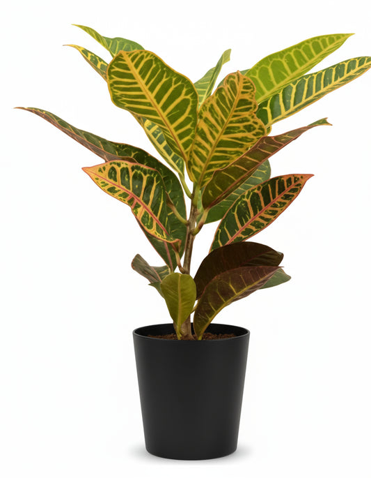 Croton multicolor in 5inch pot