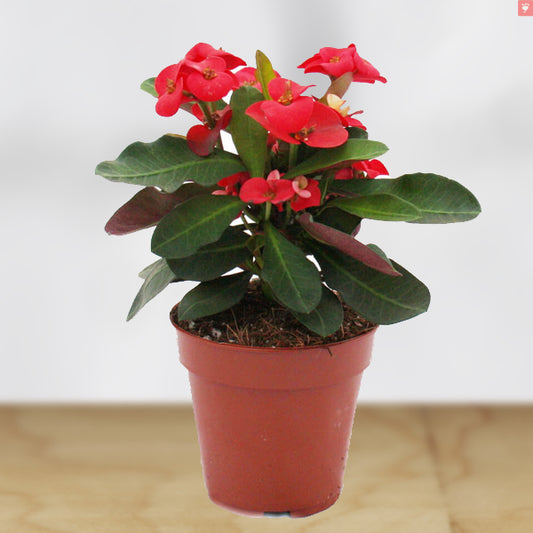 crown of thorns plant in 5inch pot