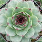 succulent calcareum