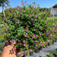 Cuphea Hyssopifolia in 4.5inch pot