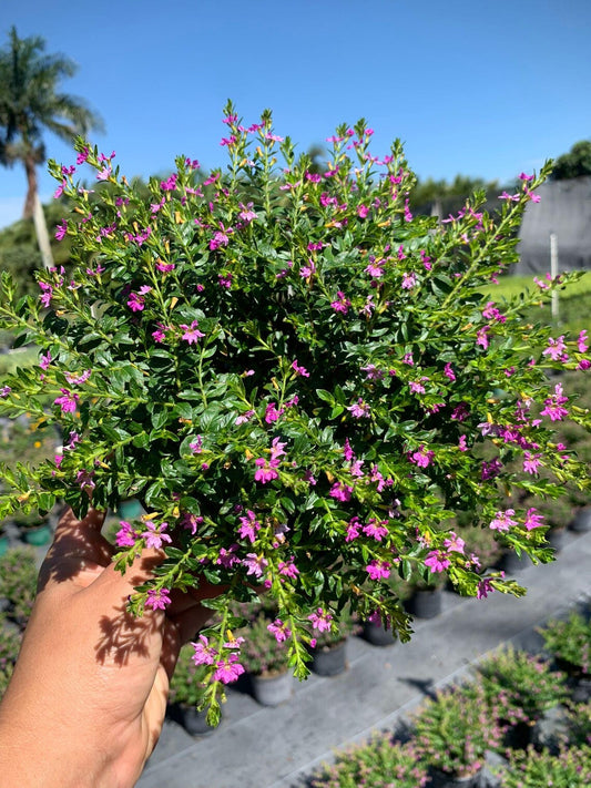 Cuphea Hyssopifolia in 4.5inch pot