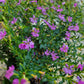 Cuphea Hyssopifolia in 4.5inch pot