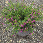 Cuphea Hyssopifolia in 4.5inch pot