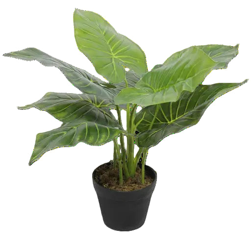 Elephant ear plant in 5inch nursery pot